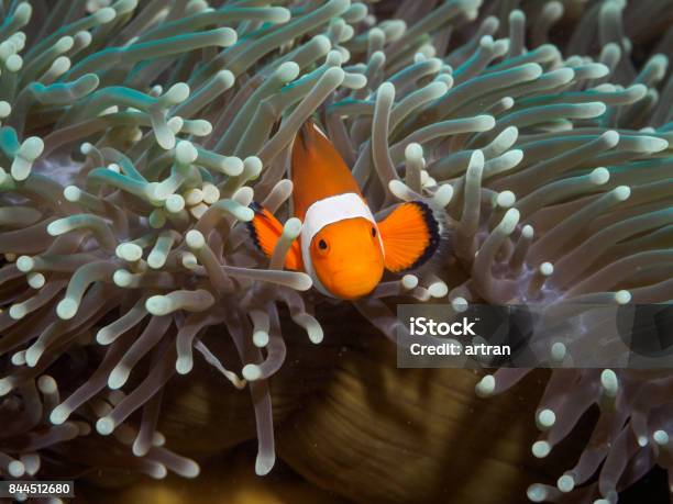 Clown Anemonefish At Underwater Philippines Stock Photo - Download Image Now - Anemonefish, Anilao, Cellar