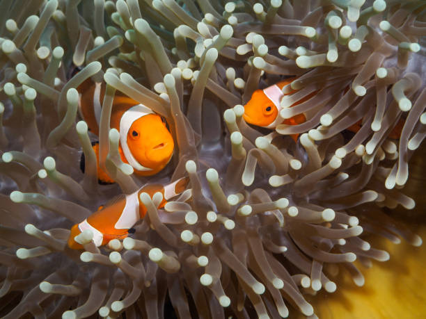 istock Clown anemonefish at underwater, Philippines 844512688