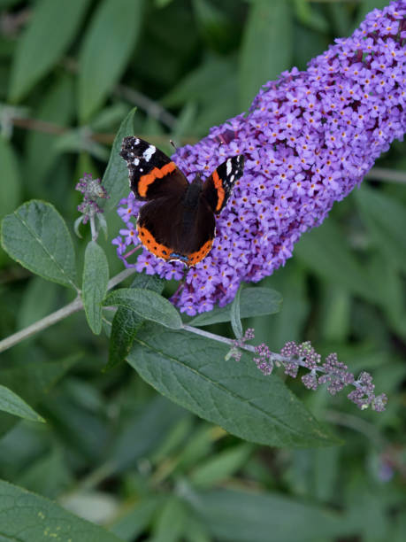istock Red Admiral butterfly on a Buddleia flower 844514850