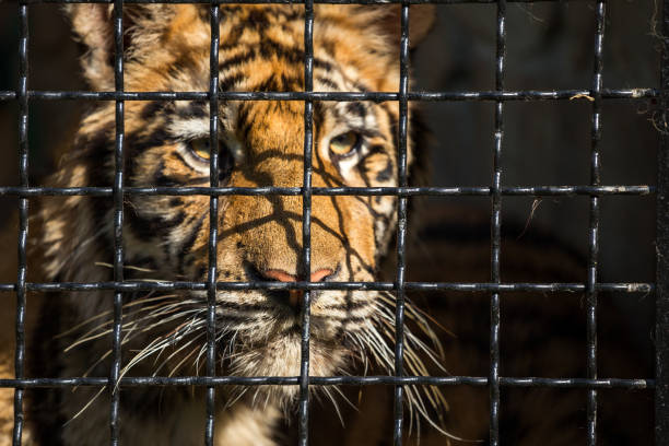istock young tiger in a cage, close-up 844518958