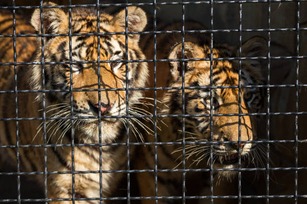 young tiger in a cage at the zoo, in a cage