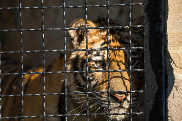 istock young tiger in a cage, close-up 844518974