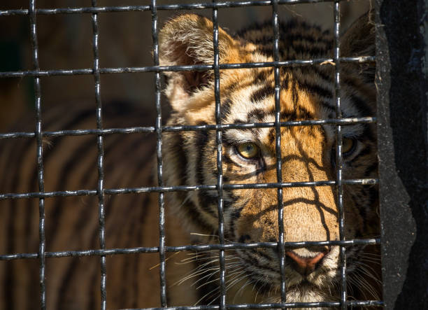 istock young tiger in a cage, close-up 844519008