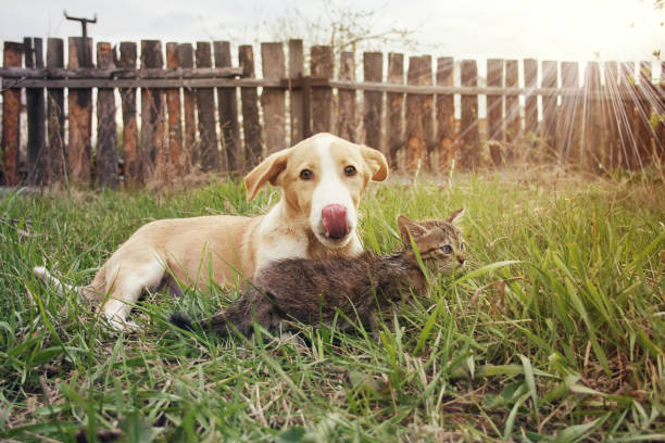 istock Dog and cat lie on the grass 844521934