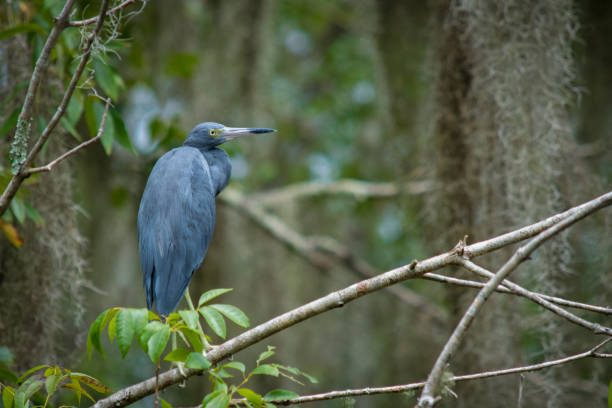 A little blue heron in the trees.