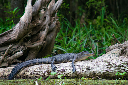 An alligator warms itself on a log along a riverbank.