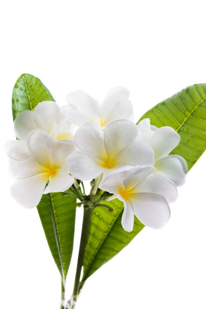 Frangipani (Lan thom) flower stock photo