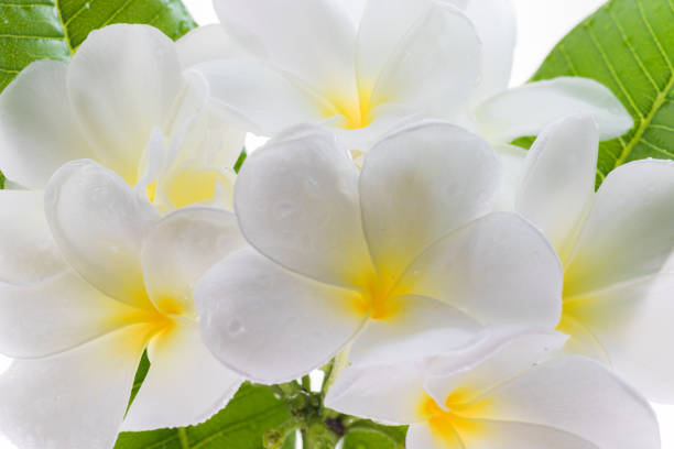 Frangipani (Lan thom) flower stock photo