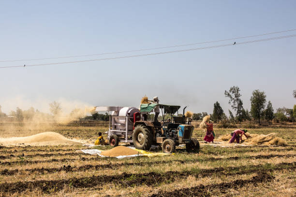 Indian farmers at the harvest stock photo