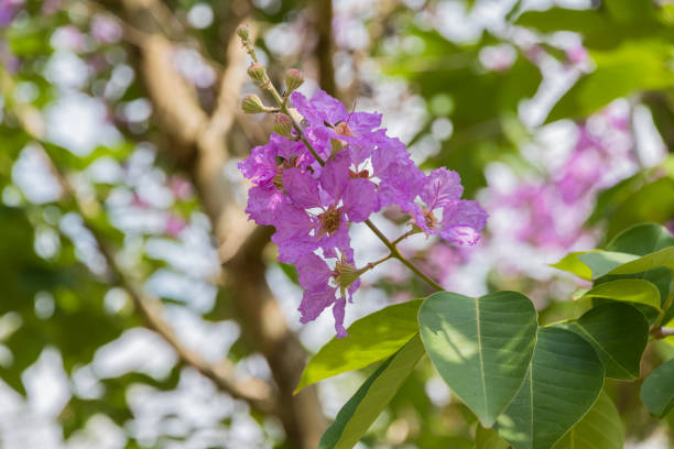 lilac flowers stock photo