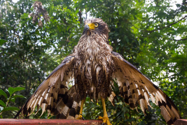istock The wet hawk is spreading its wings sunbathe 844529136