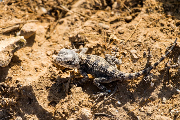 istock Desert Agama was unhappy and angrily looked up (Trapelus mutabilis) 844532818