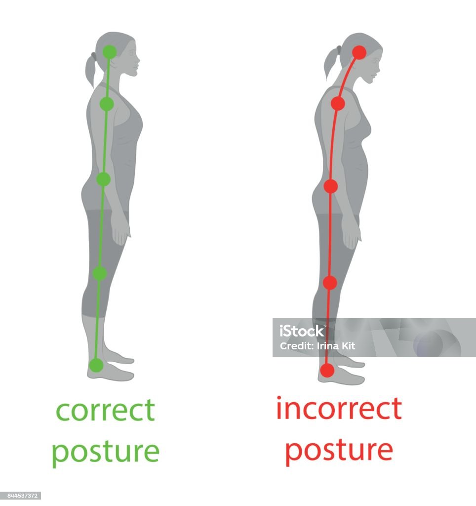 Correct Alignment Of Human Body In Standing Posture Stock Illustration Biology Diagrams