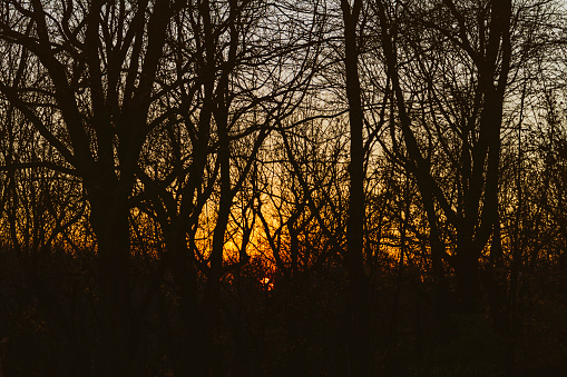 Sun falls down behind trees