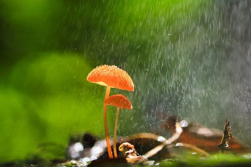 Rain is falling on orange mushrooms, Marasmius siccus or umbrella mushroom