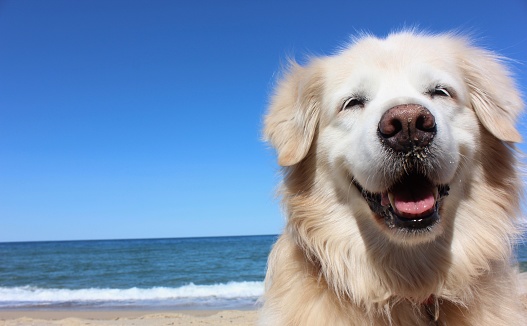 Smiling golden retriever on a beach in Cape Cod.