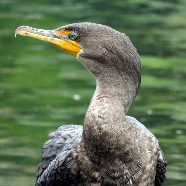 istock Toronto Lake the cormorant 2017 844547084