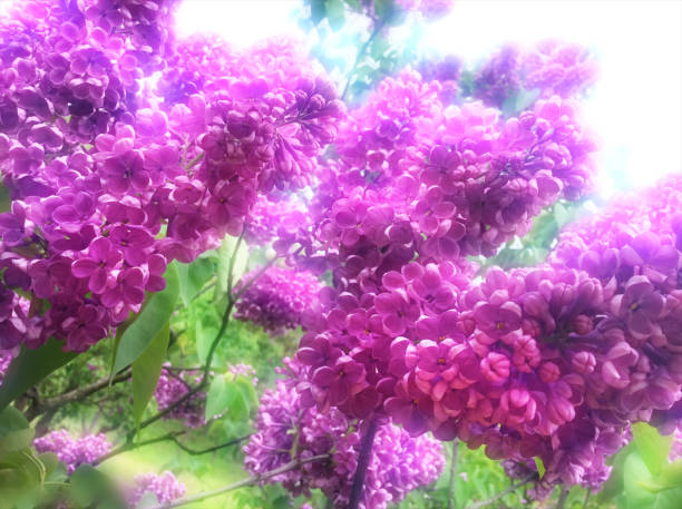 istock Bunch of lilac flowers. 844547760