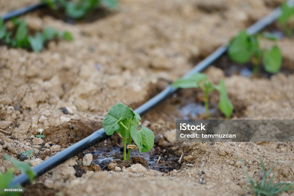 Drip irrigation system Irrigation Equipment Stock Photo
