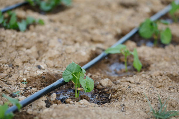 Drip irrigation system stock photo