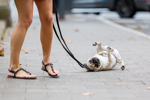 cute pug at the leash that a woman holds rolls on the sidewalk