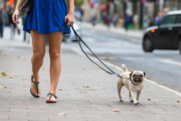 istock woman walks with a cute pug on a sidewalk 844550812
