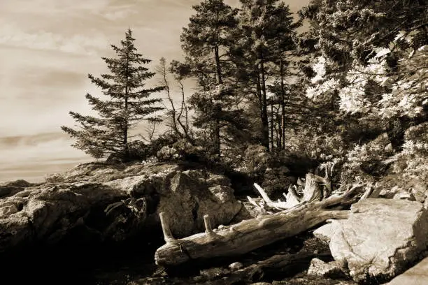Black and white image of a prominent pine tree and a fallen tree on the Maine coast.
