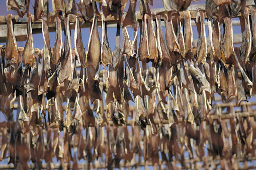 fishermen dry Cod on racks in coastal Norway
