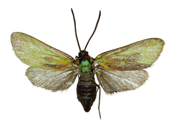 istock Green Forester on white Background  -  Adscita statices (Linnaeus) 844552668