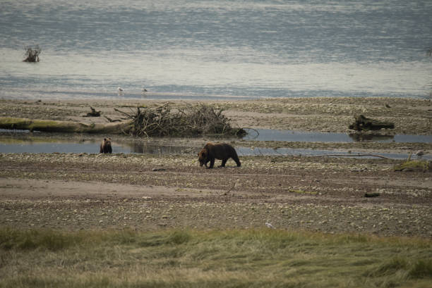 istock Mama bear and two cubs foraging for food 844559324