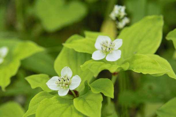 istock Grass of Parnassus 844559508