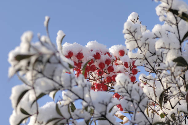 istock Of the southern snow 844559728