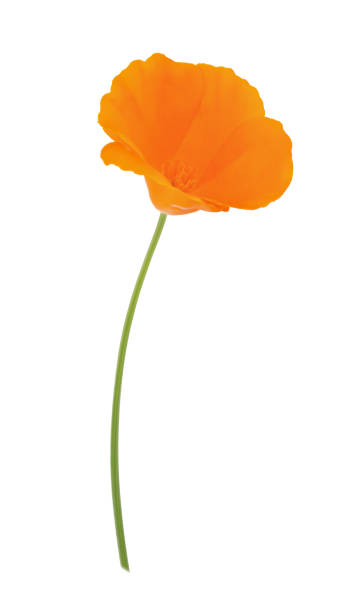 orange eschscholzia isolated on a white. full depth of field. - gift orange green package imagens e fotografias de stock