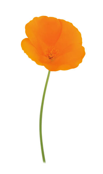 istock Orange eschscholzia isolated on a white. Full depth of field. 844559828