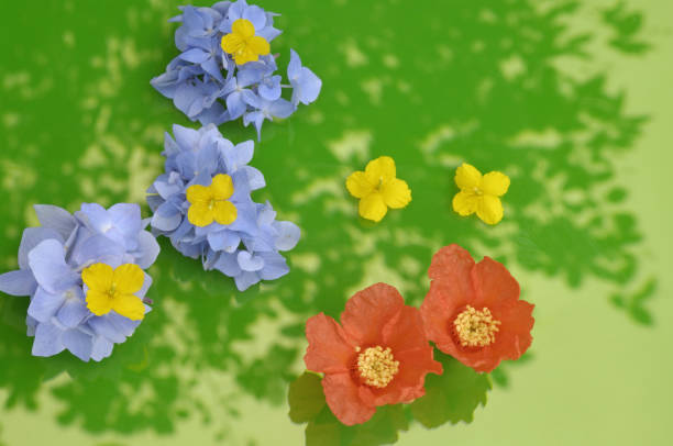 istock Flowers in the summer 844559846