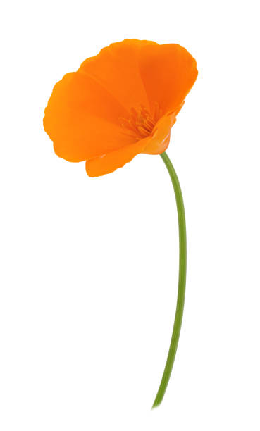 istock Orange eschscholzia isolated on a white. Full depth of field. 844559906