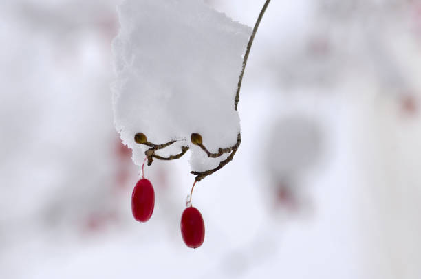istock The fruit of Cornus officinalis snow 844560136