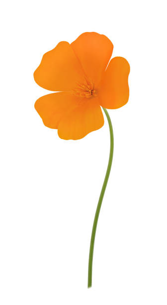 istock Orange eschscholzia isolated on a white. Full depth of field. 844564868