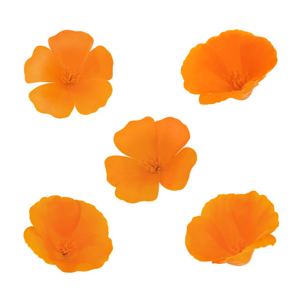 Eschscholzia head set isolated on a white. As design elements. Eschscholzia head set isolated on a white background. california golden poppy stock pictures, royalty-free photos & images