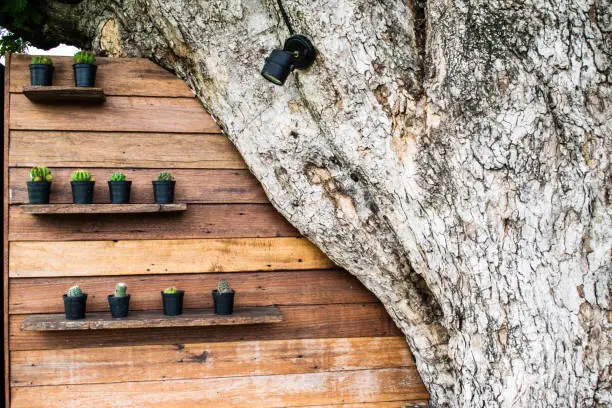 Photo of Wooden shelves for decorating cactus or other trees.