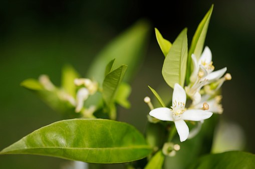 Kaffir lime (cytrus hystrix) or jeruk purut tree. Selective focused.