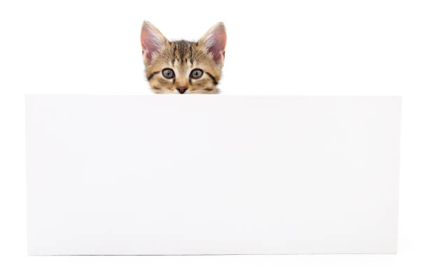 istock Kitten hanging over blank posterboard 844577760