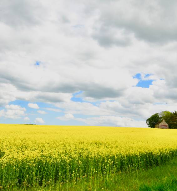 istock Canola Flower Field 844578860