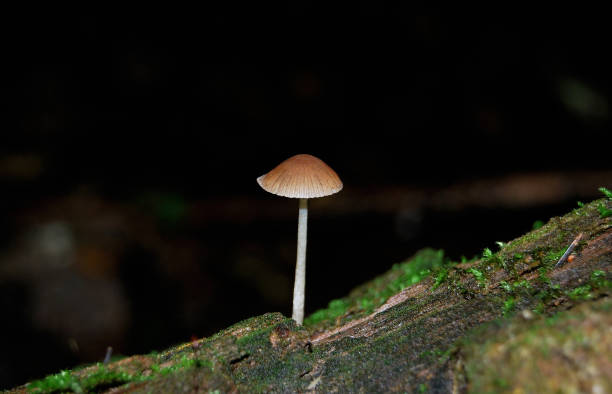 el hongo venenoso pequeño pantano de galerina (galerina paludosa) - sphagnum bog galerina fotografías e imágenes de stock