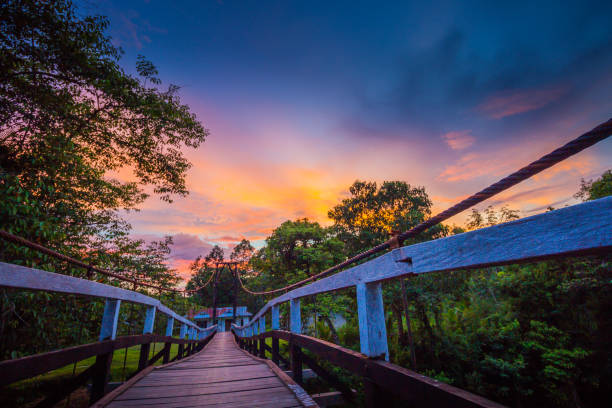 suspension bridge in jungles sunset