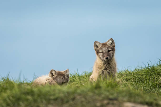 istock Arctic fox cubs resting in the green grass Svalbard 844584530