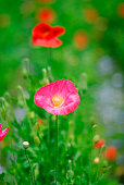poppy.jpg?b=1&s=170x170&k=20&c=m2yGN92eyIMwVOALMuvo3g9IUT6y2q32W_atcYC_zg0=