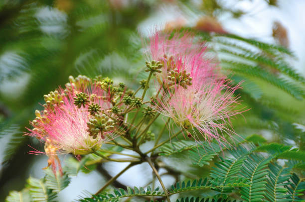 istock Albizia flower 844590534