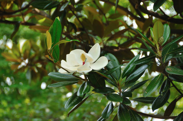 istock Flowers in the summer 844590606