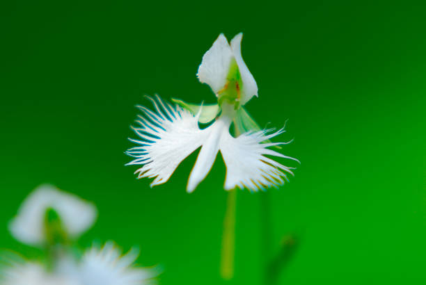 istock Habenaria radiata 844590662